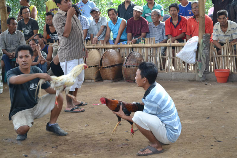 combat de coq indonésie 2