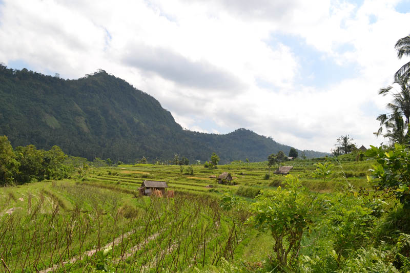 rizière indonésie