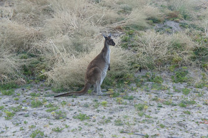 kangourou australien