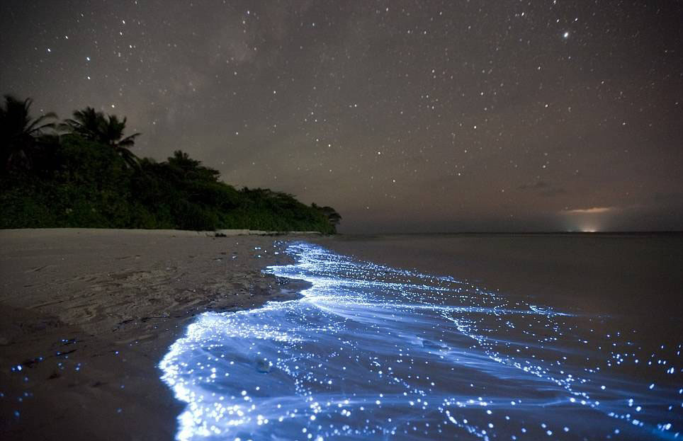 Le plancton bioluminescent ile Vaahdoo aux maldives