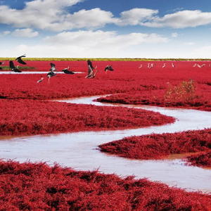 La plage rouge de Panjin : la Chine comme vous ne l’avez jamais vue !