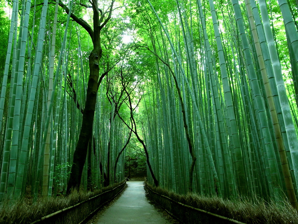 foret de bambou de Sagano Japon