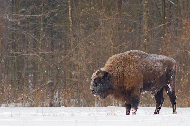 bison Bialowieza
