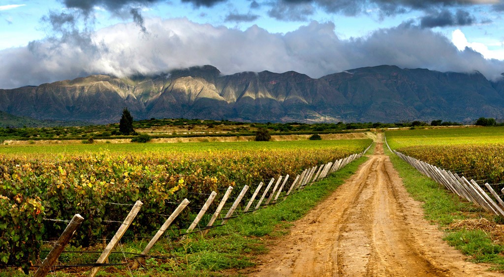 vignes tarija bolivie