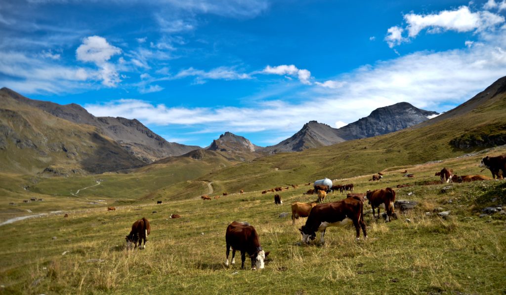 alpes montagne france en été